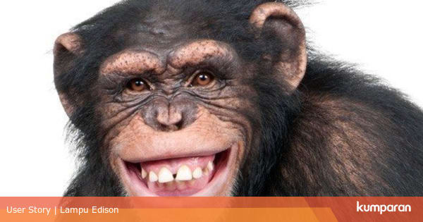 Anak Bayi Bisa Membedakan Wajah Monyet  kumparan com